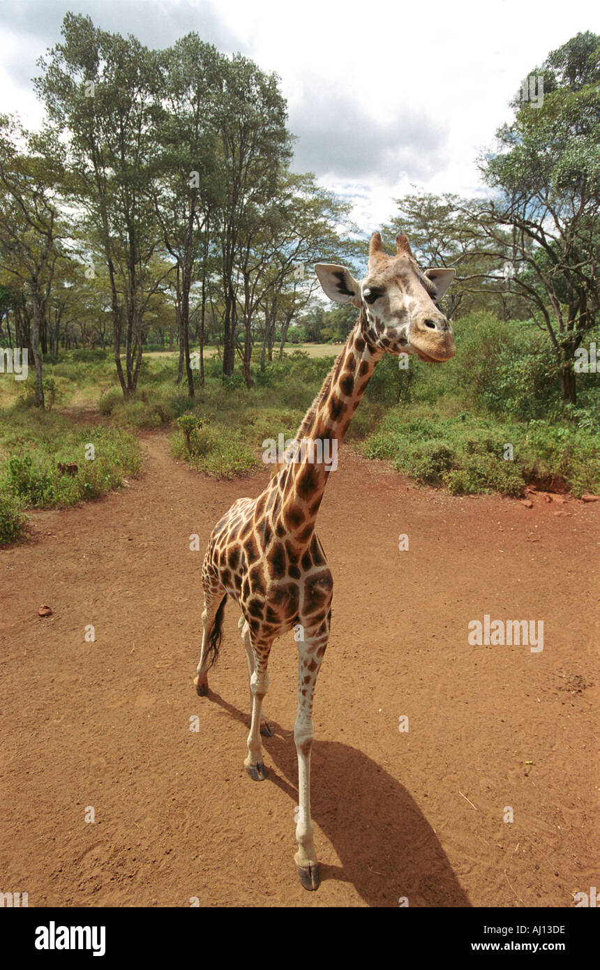 Giraffe in Kenia in Ostafrika Stockfoto
