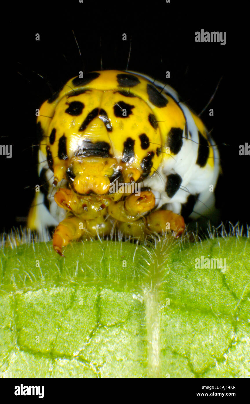 Extreme Nahaufnahme Makro Bild der front-End einer Königskerze Falter Raupe spähte über den Rand des Pflanzenblattes eine Königskerze Stockfoto