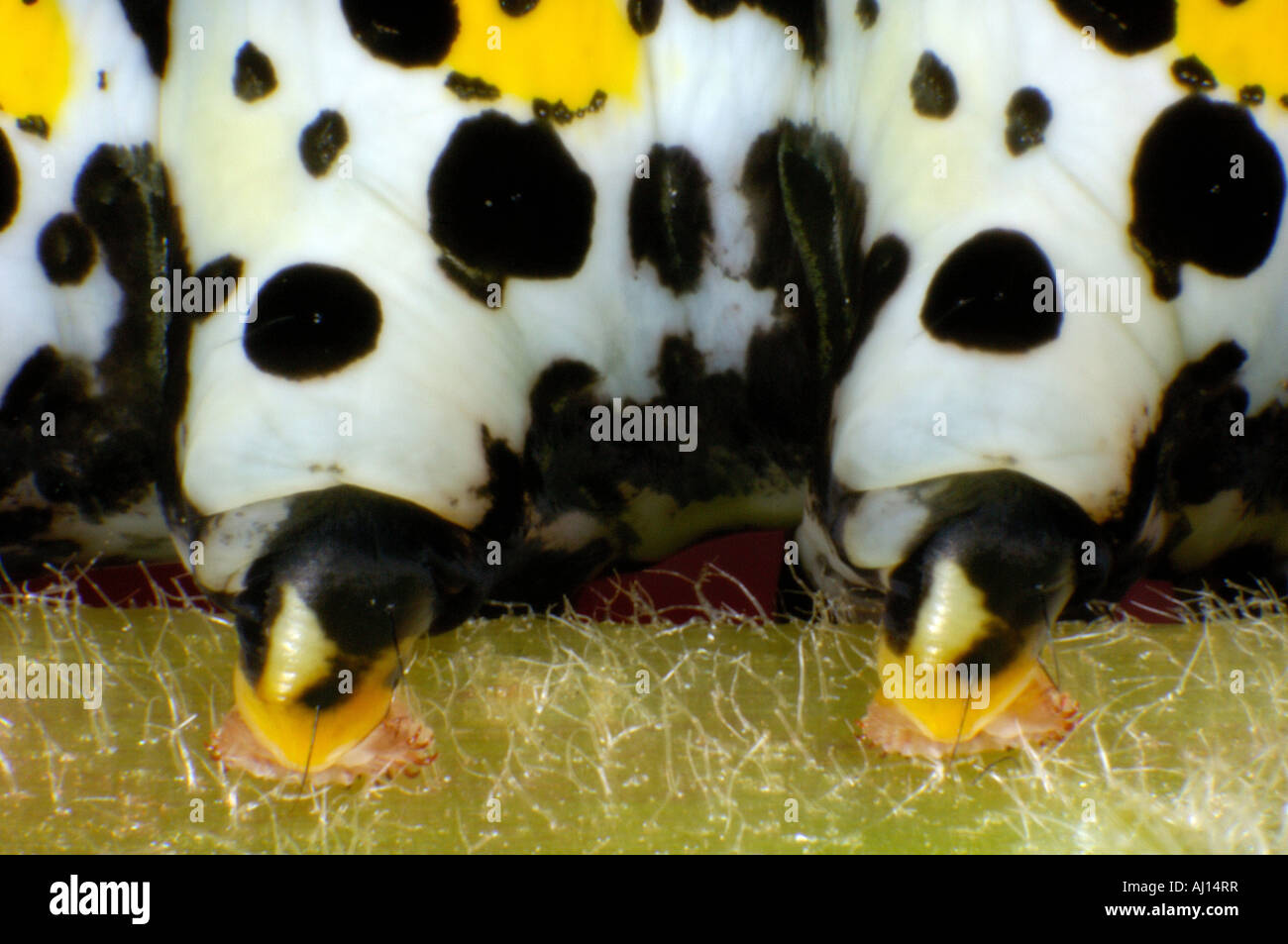 Extreme Nahaufnahme Makro Bild von zwei Beinplatten einer Königskerze Falter Raupe auf eine Königskerze Pflanzenblattes Stockfoto