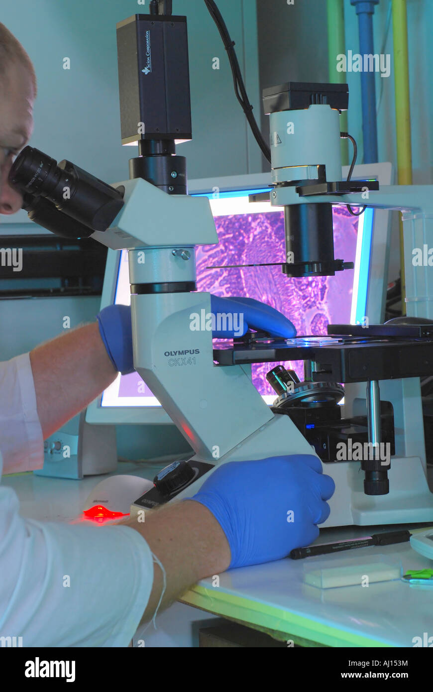 Techniker mit einem molekularen Biologie Mikroskop im Labor Stockfoto