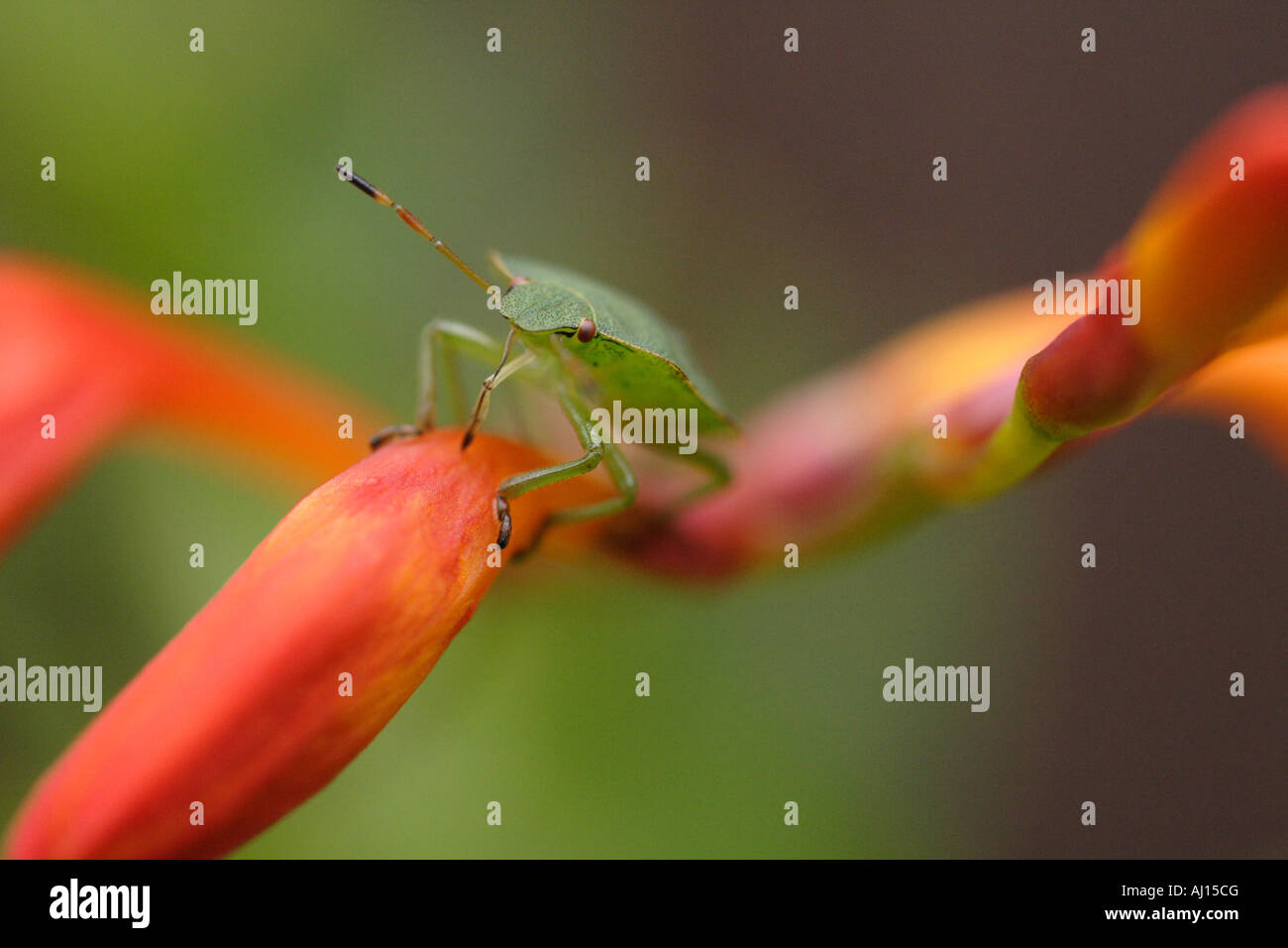 Weißdorn Shield Bug - Nahaufnahme Stockfoto