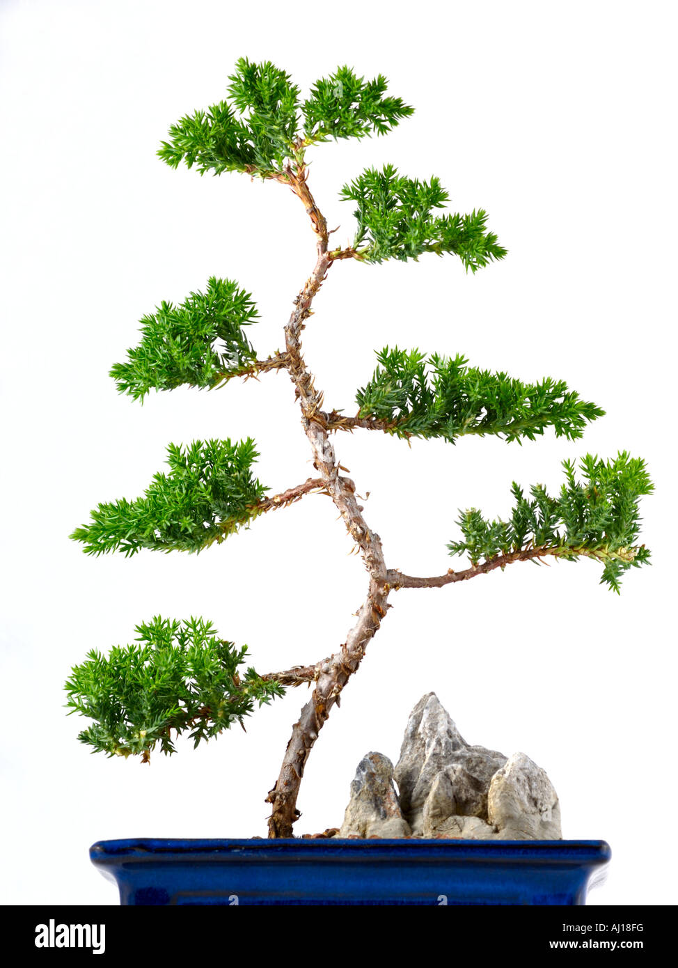 japanische Wacholder Bonsai auf weiß Stockfoto