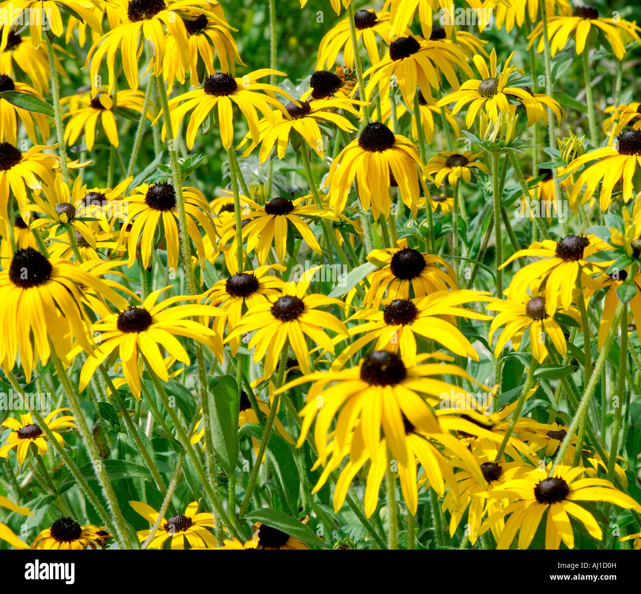 Große Gruppe von Rudbeckia oder Black eyed Susan Blumen in einer krautigen Grenze an einem sonnigen Tag Stockfoto