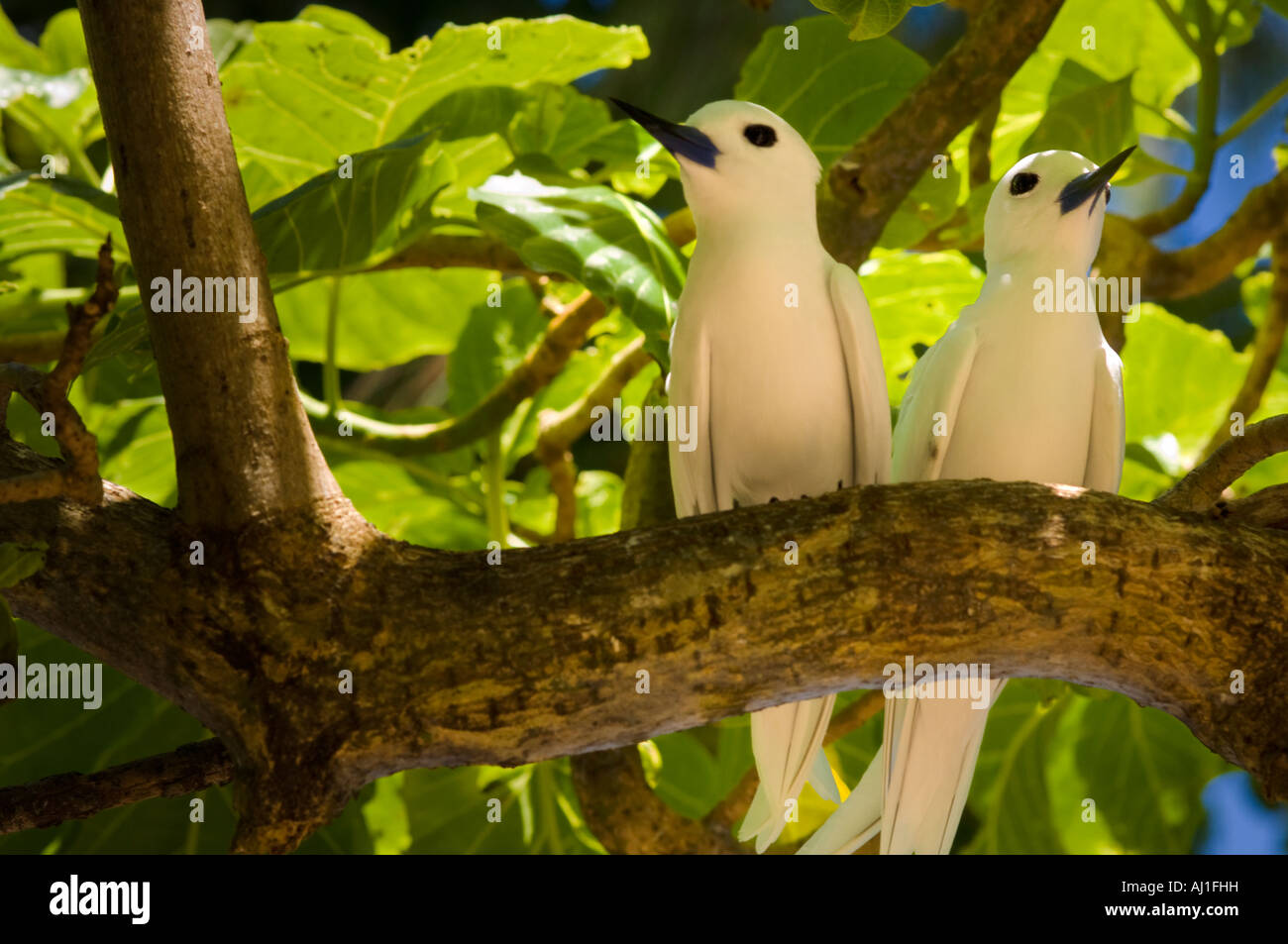 Fee-Seeschwalben Stockfoto