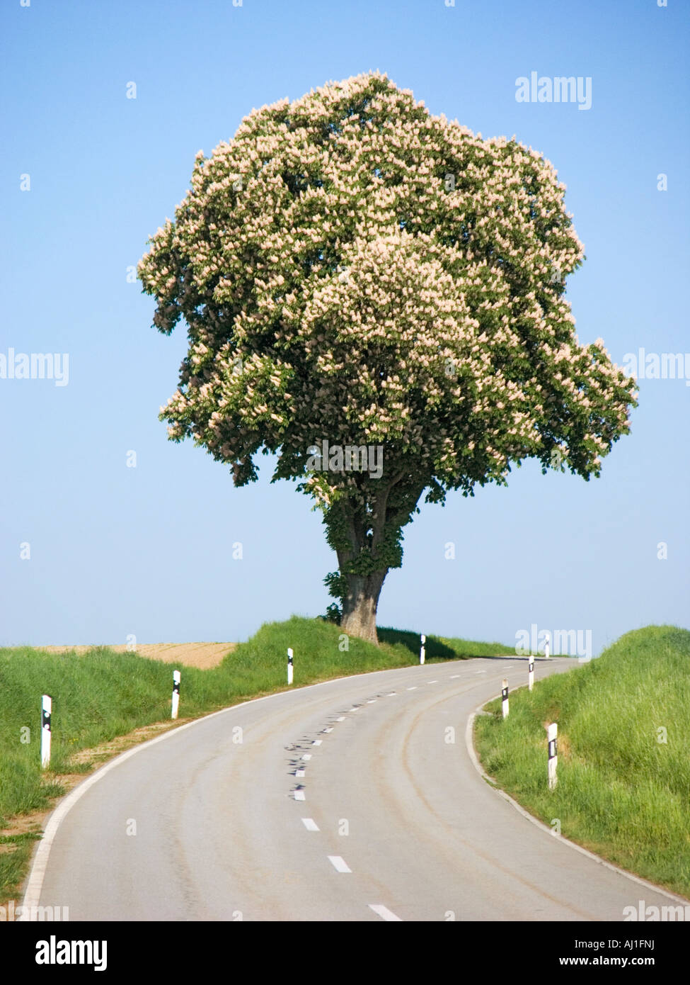 blühenden Kastanienbaum Kastanie auf scharf schalten Straße Bank Kurve biegen Grasgrün blauen Himmel Stockfoto