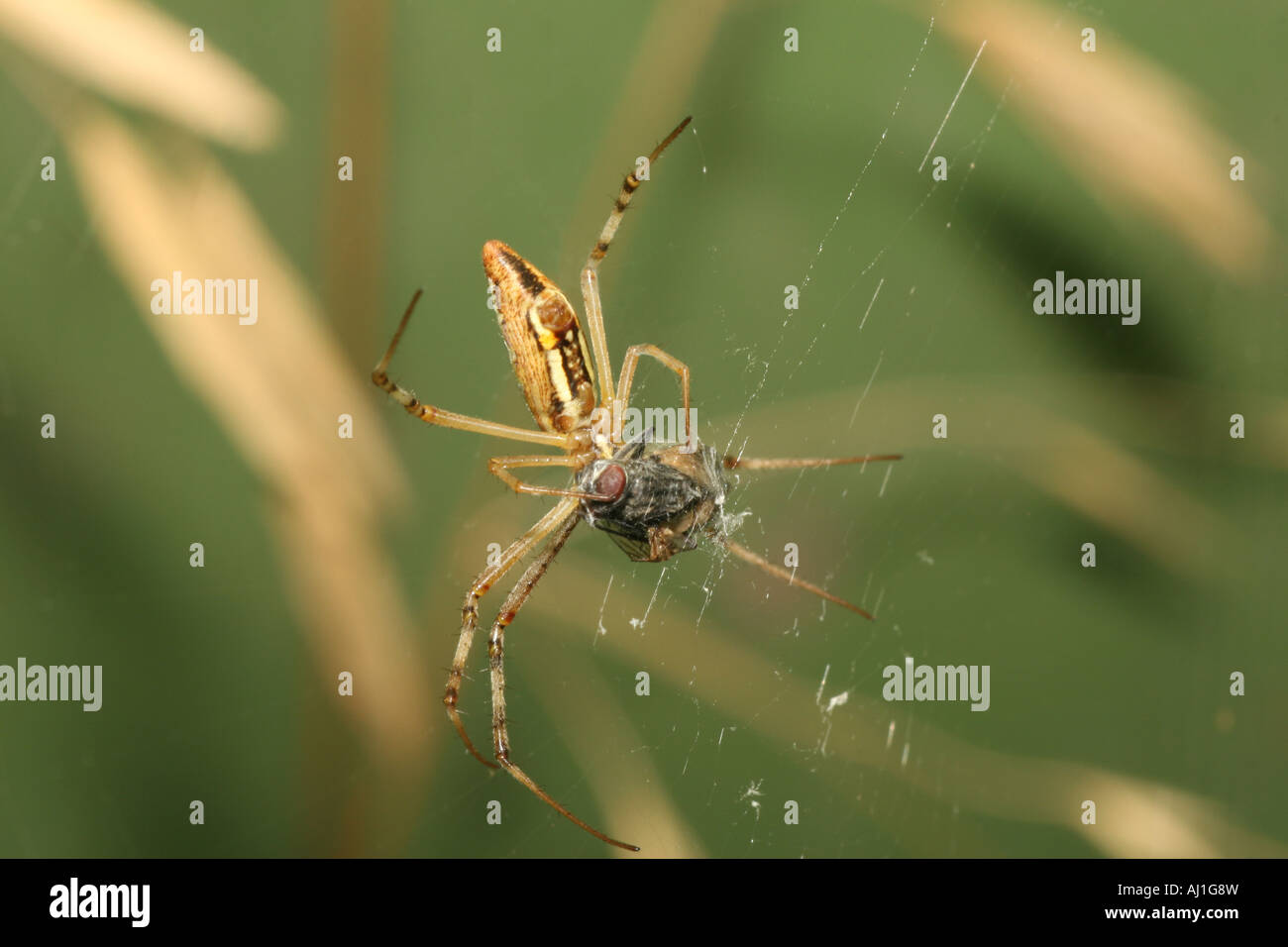 Spinne eine Fliege in einem Netz gefangen Stockfoto