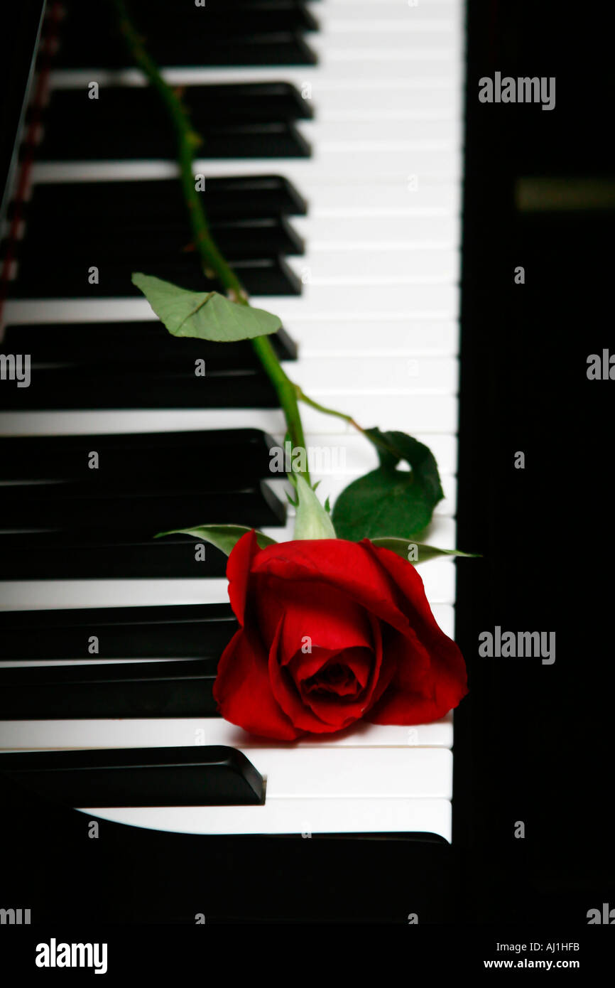 Rote Rose am Klavier Tasten, Romantik und Liebe Stockfoto
