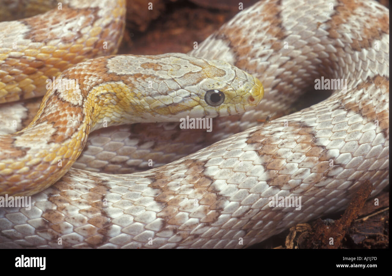 Kornnatter Pantherophis Guttata Albino Geistergestalt Stockfoto
