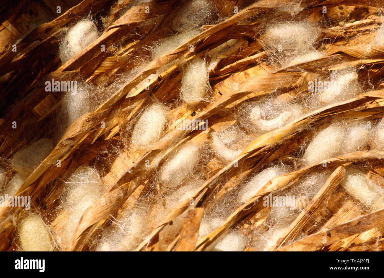 Silk Worm Kokons Stockfoto