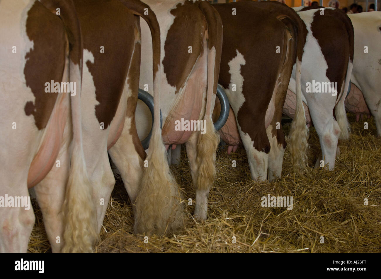 Milchkühe im Stall Stockfoto