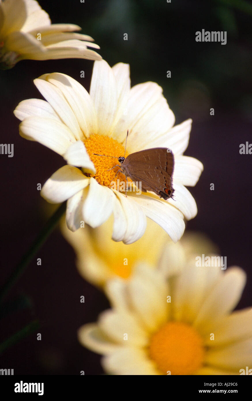 Gemeinsame Hairstreak Schmetterling, Strymon melinus trinken Nektar aus gelben Daisy Stockfoto