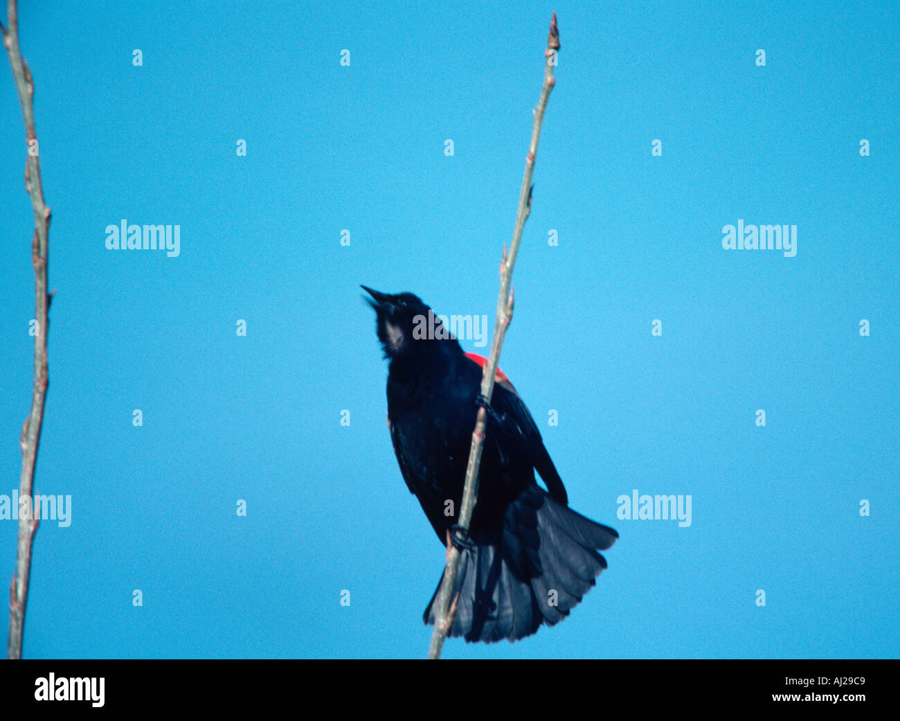 Redwinged Blackbird Berufung und während der Paarungszeit anzeigen Stockfoto
