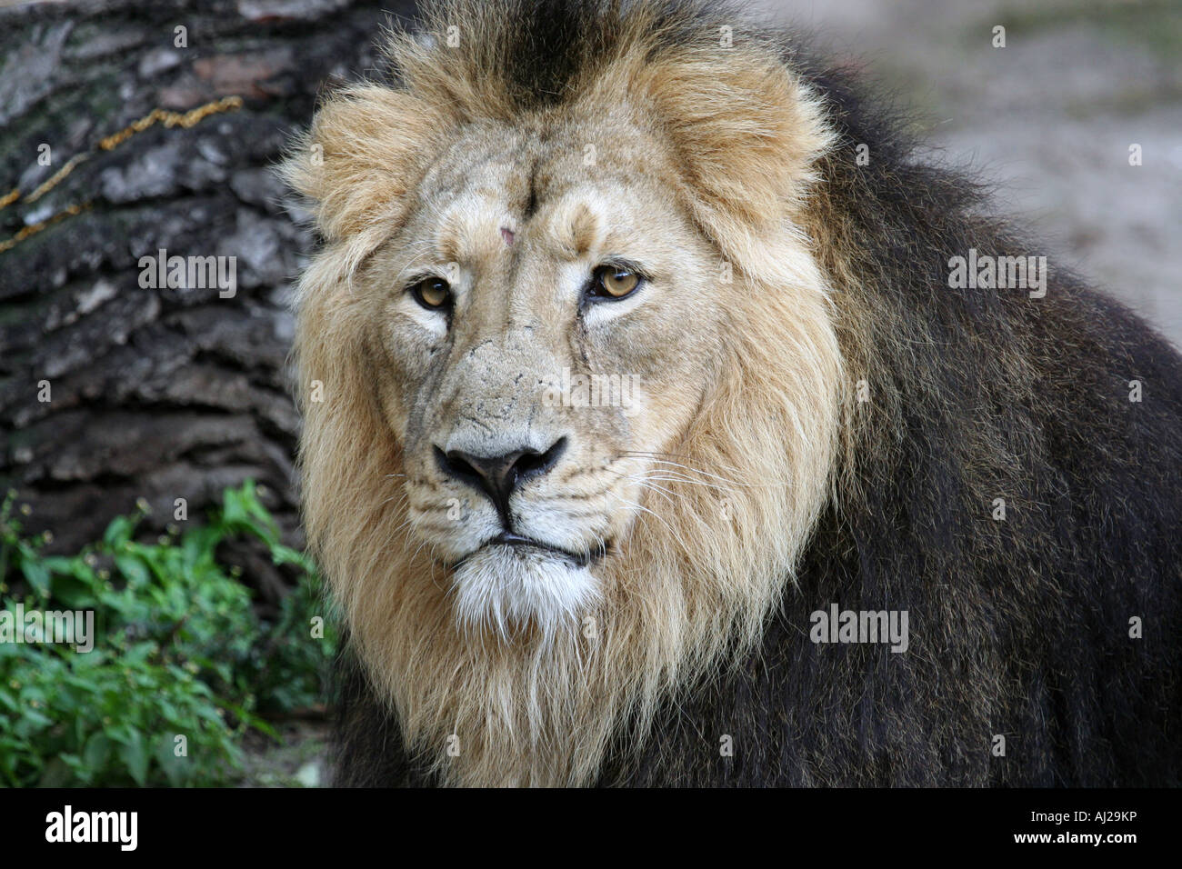Porträt eines männlichen Löwen hautnah. Stockfoto