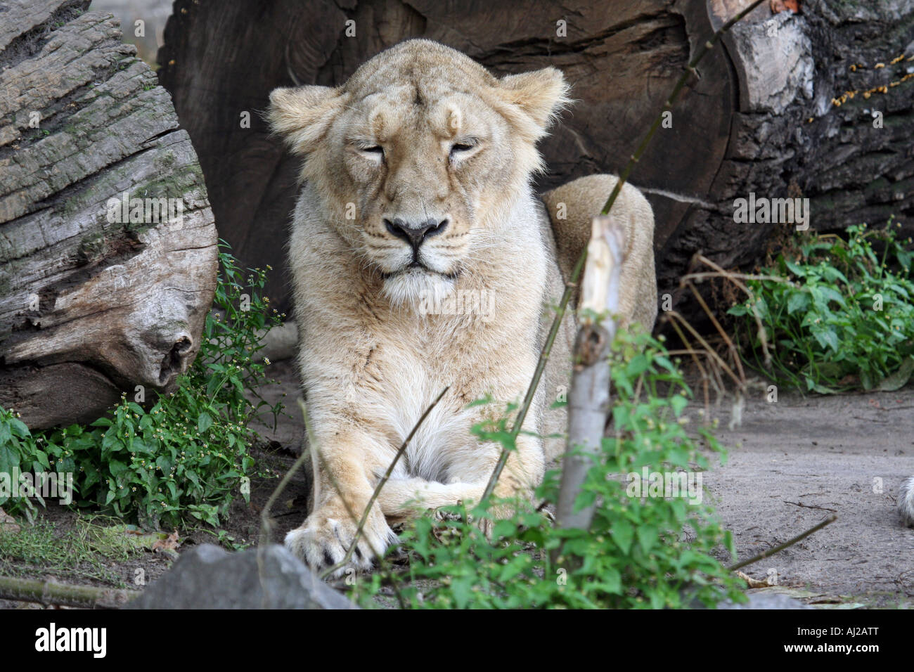 Porträt von einem weiblichen Löwin (Panthera Leo) gesehen im Govenors Camp in der Massai Mara, Kenia Stockfoto