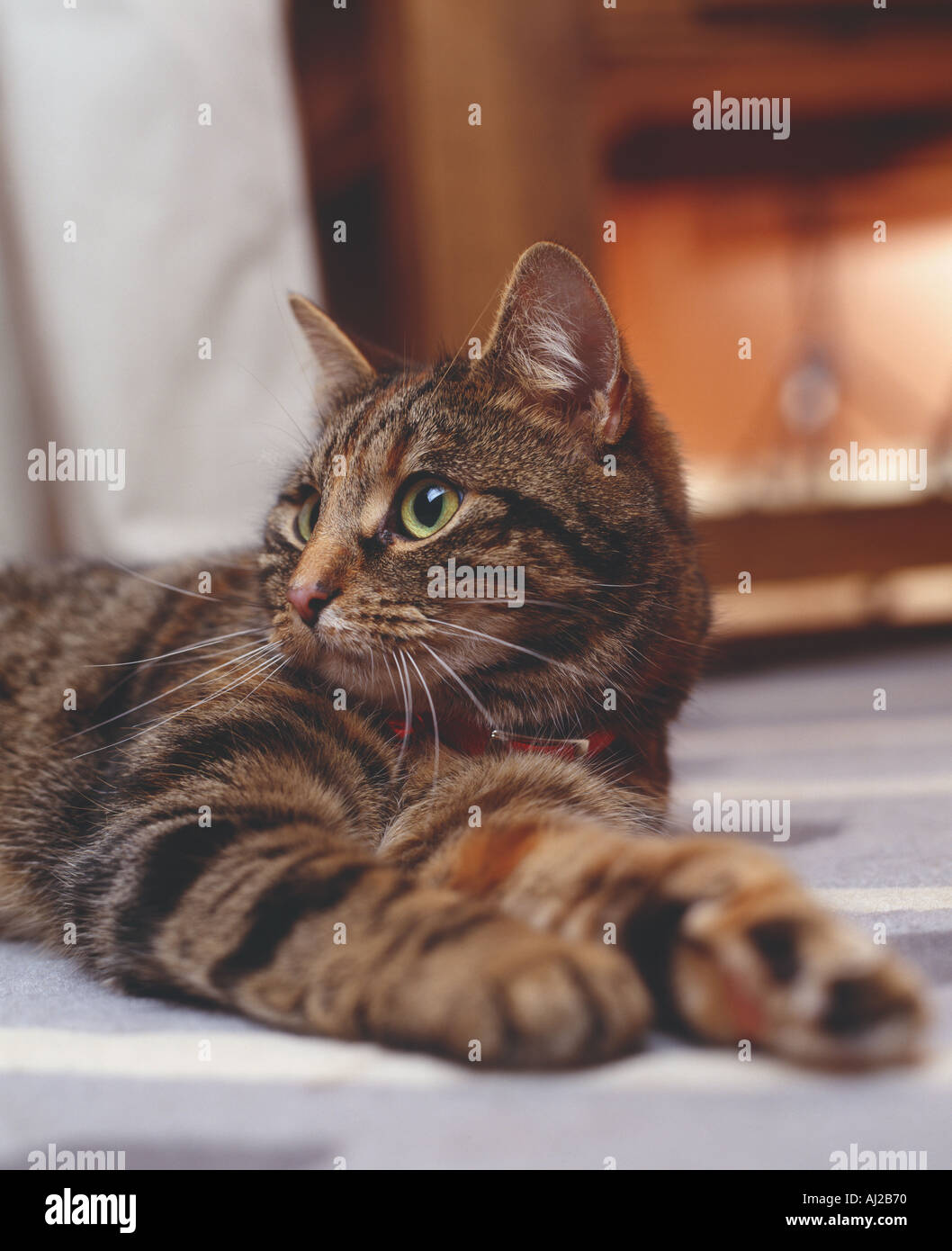 faule Tabby Katze Stockfoto