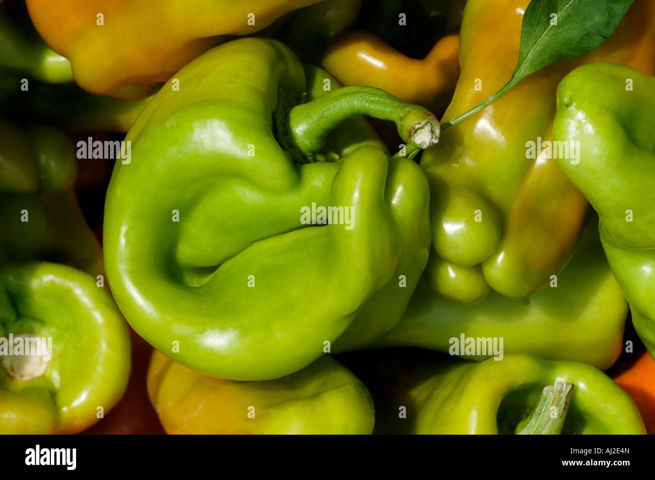 Grüner Pfeffer mit Blatt Stockfoto