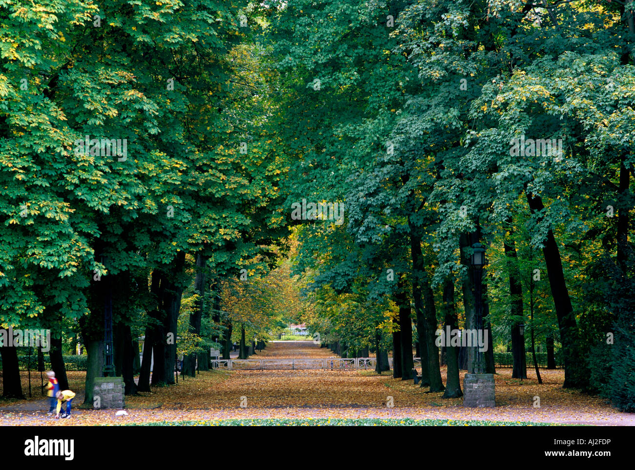 Von Bäumen gesäumten Allee in historischen Stadt von Bad Driburg, Deutschland Stockfoto