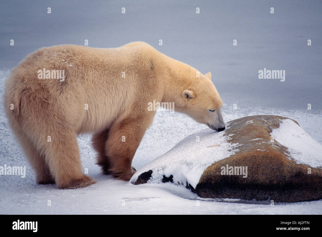 Ein Eisbär Essen Schnee, Churchill, Manitoba, Kanada Stockfoto