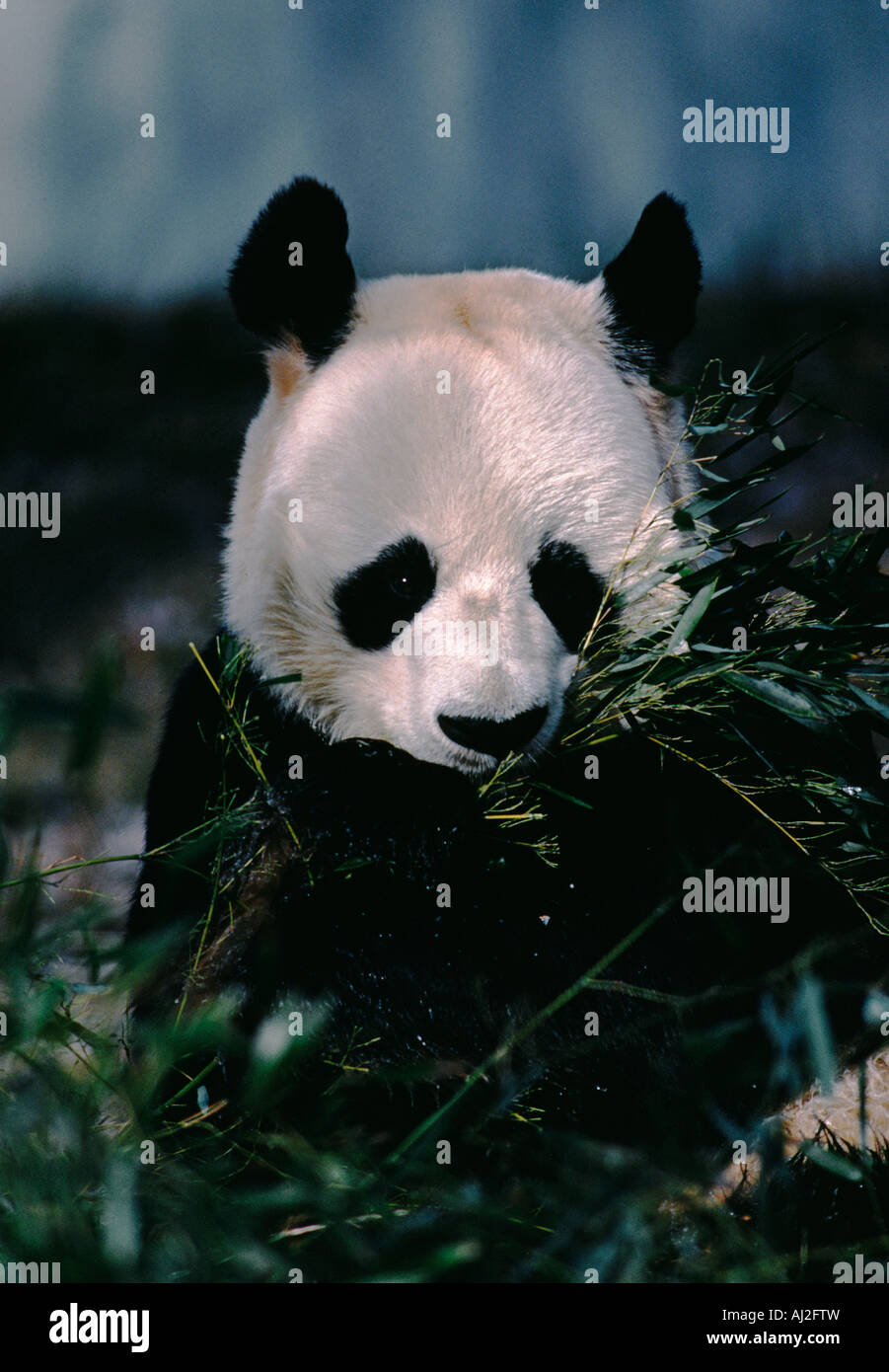 Giant Panda in einem Zoo in China Stockfoto