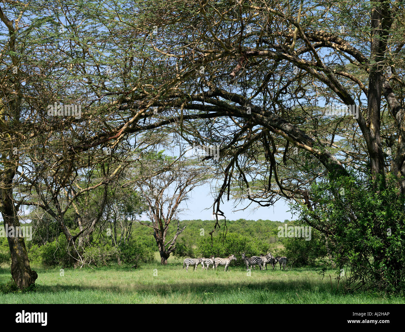 Eine kleine Herde von gemeinsamen Zebra unter gelb bellte Akazien, Solio Game Sanctuary, Kenia Stockfoto