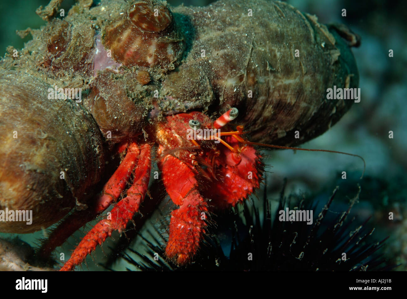 Einsiedlerkrebs (Dardanus Arrosor) kriechen in Symbiose mit einer Anemone (Calliactis Parasitica) auf dem Rücken, Marseille, Frankreich Stockfoto