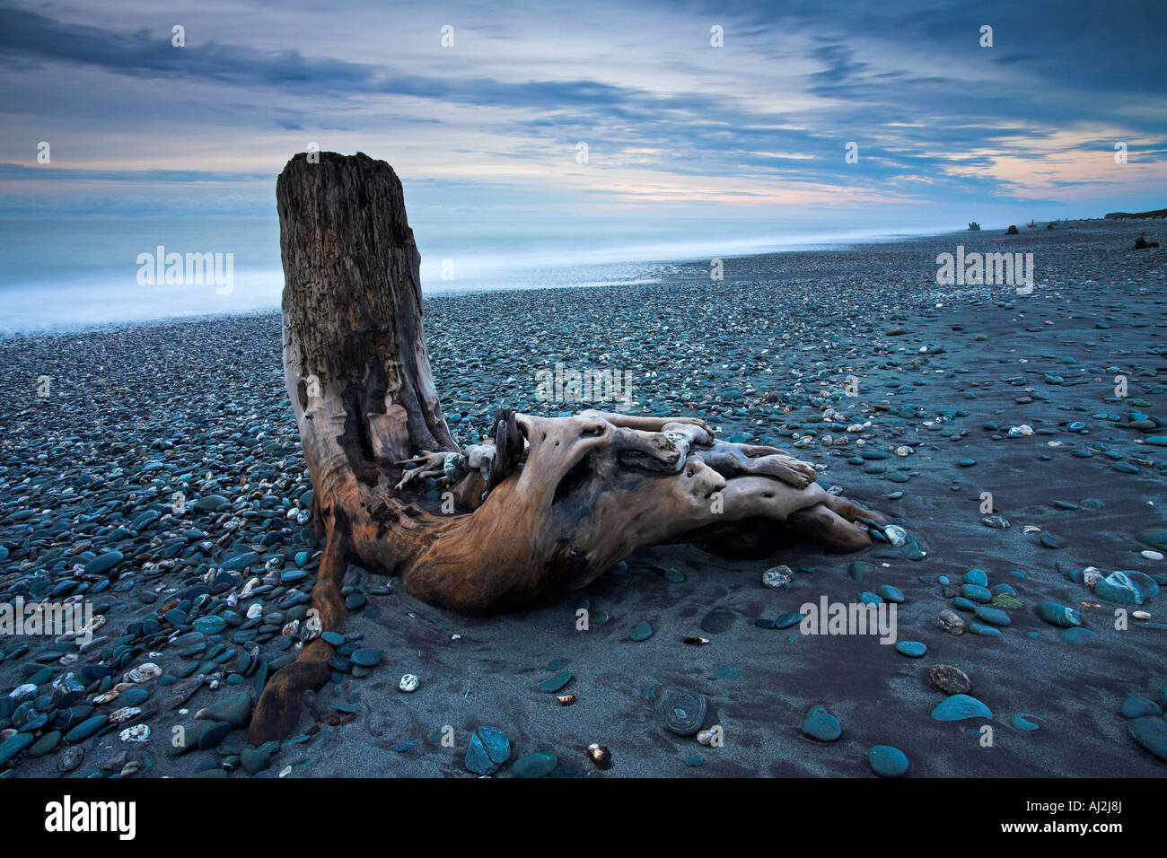Riesiges Stück Treibholz gestrandet auf Gillespies Beach auf der Wild West Coast, Südinsel, Neuseeland Stockfoto