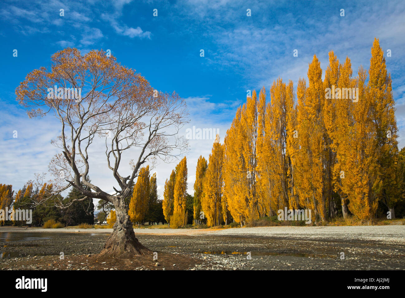 Spektakuläre Herbstfärbung neben dem See Wanaka, Südinsel, Neuseeland Stockfoto