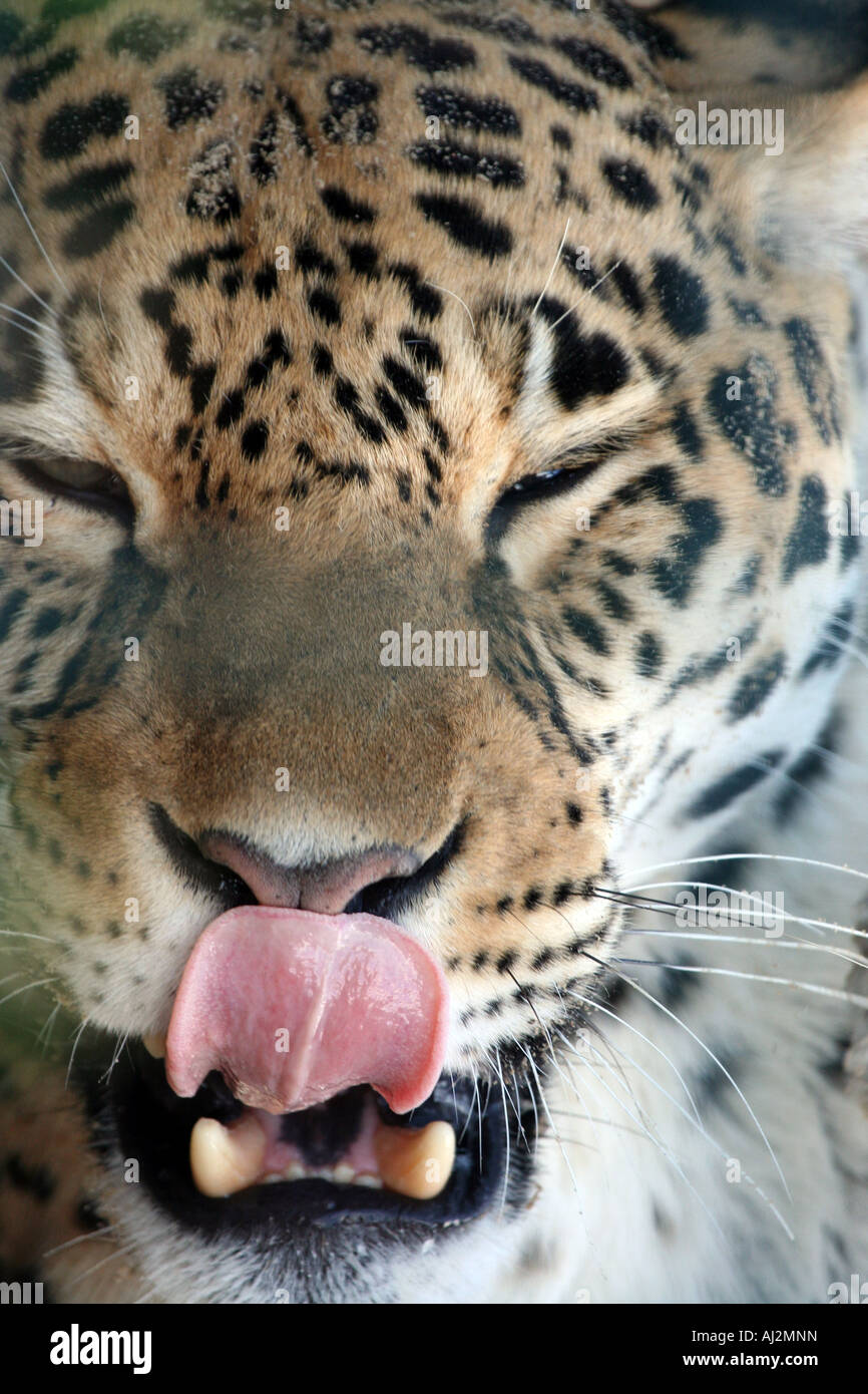 Leopard lecken Lippen Stockfoto