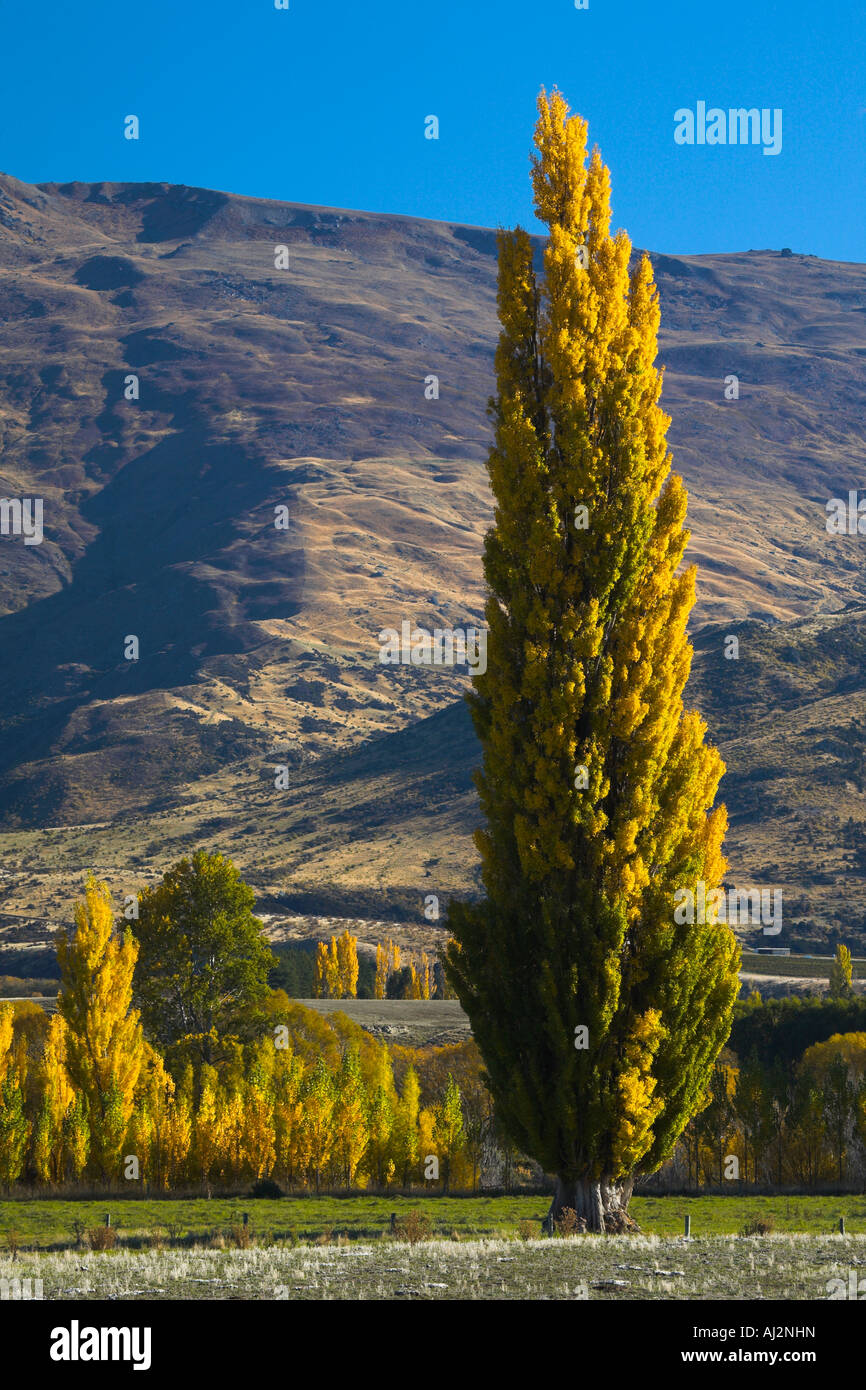 Herbstlaub auf dem Otago-Land in der Nähe von Cromwell, Südinsel, Neuseeland Stockfoto