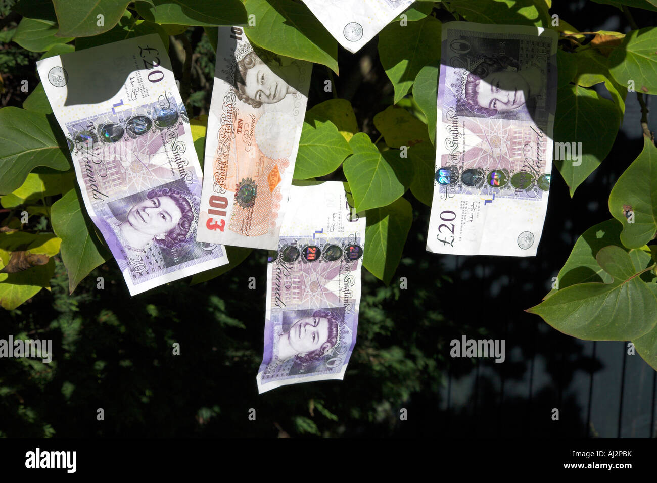 Banknoten, die von einem Ast hängen Stockfotografie - Alamy