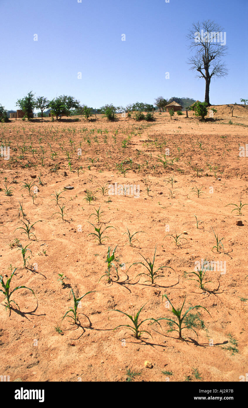 Aufgrund mangelnder Niederschläge in Trockenheit ist der Mais ist in diesem Bereich stark gebremst und Portends Missernten. Simbabwe Stockfoto