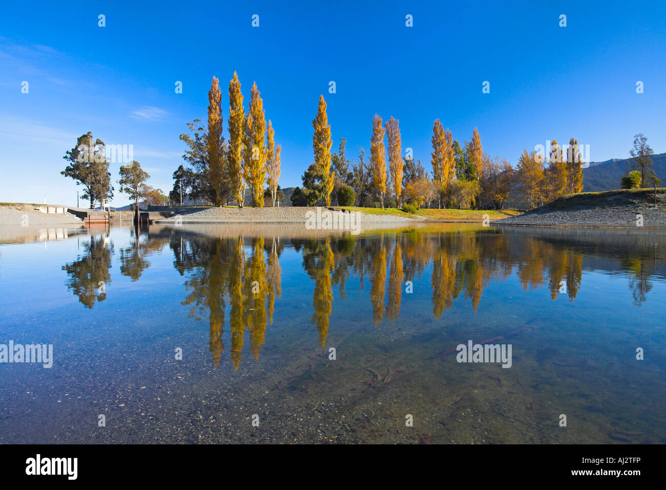 Goldenes Herbstlaub am Seeufer in Te Anau, Neuseeland Stockfoto