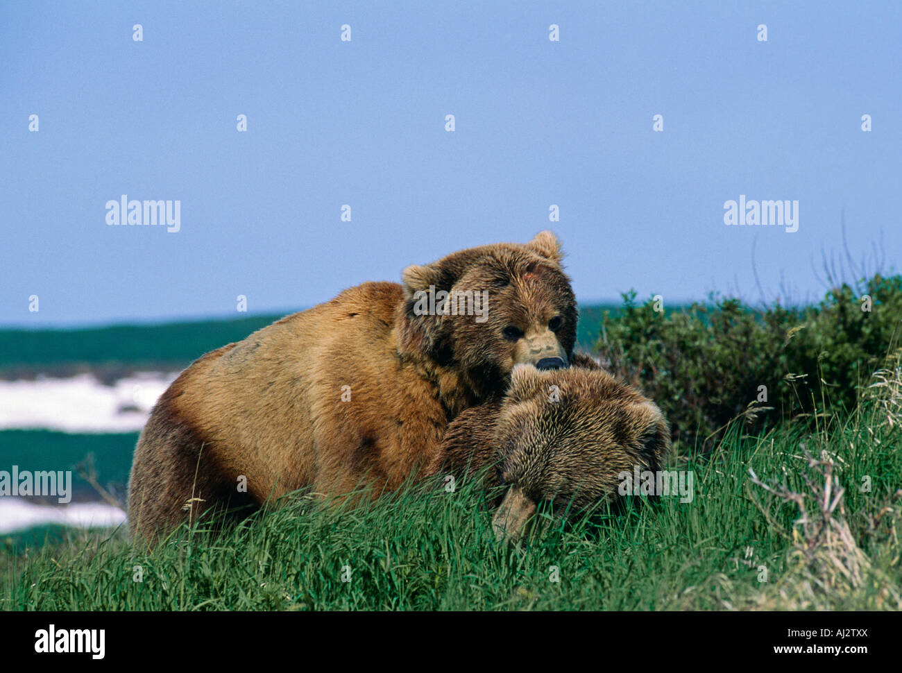 Grizzly Bären in Alaska, USA spielen Stockfoto