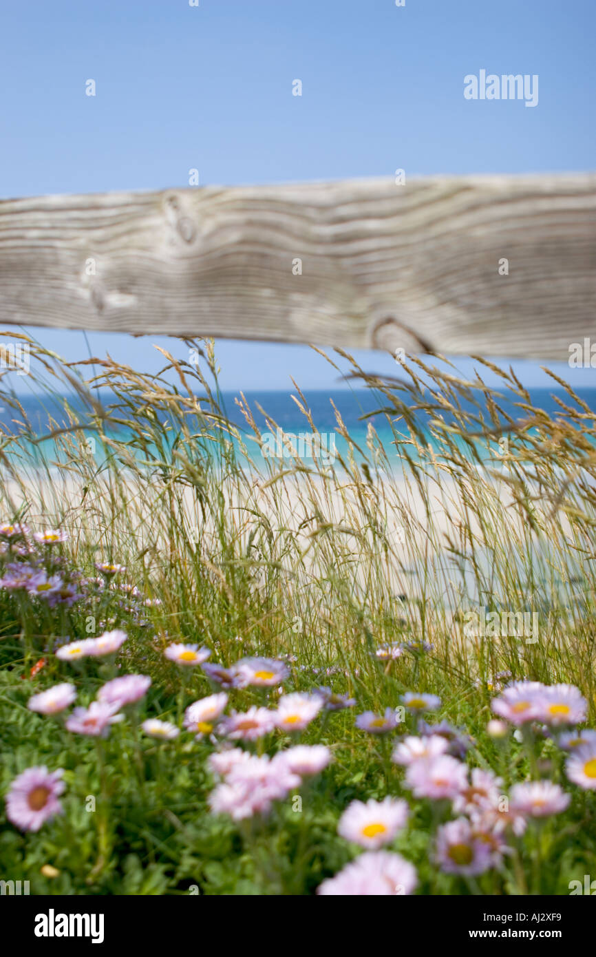 Blumen und Gräser unter einem hölzernen Zaun auf einer Düne mit Blick auf Strand Sennen in Cornwall UK Stockfoto