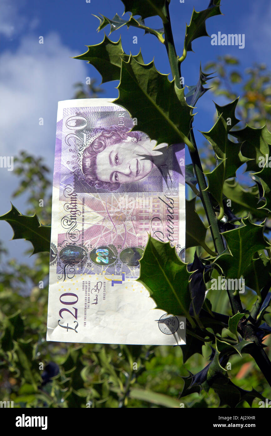 20-Pfund-Note in eine Stechpalme Bush gefangen. Stockfoto