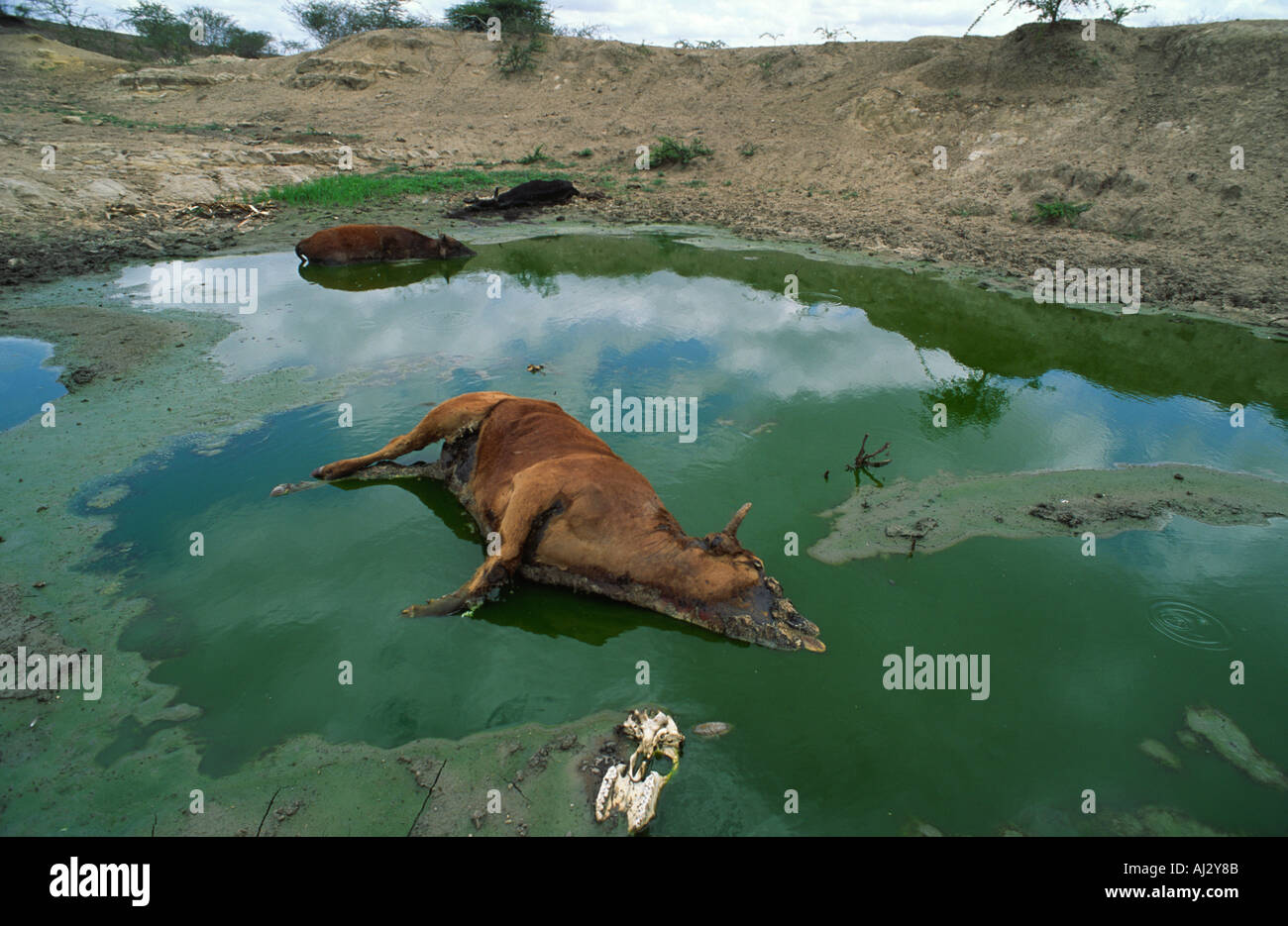 Tote Rinder steckten in einer Dürreperiode in einem schlammigen Wasserloch und verschmutzten das Wasser. Eswatini (Swasiland) Stockfoto