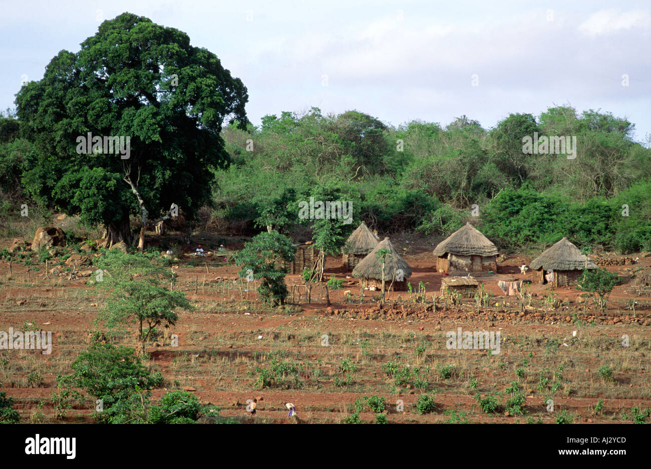 Ein Blick auf ein Feld von geschrumpften Kulturpflanzen, als Folge der Trockenheit, in einem Dorf in der Nähe von Siphofaneni, Eswatini (Swasiland) Stockfoto