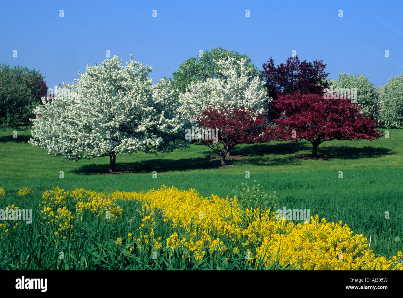 CRABAPPLE BLÜTENBÄUMEN AM MINNESOTA LANDSCHAFT ARBORETUM IN CHASKA, MINNESOTA.  FRÜHLING. Stockfoto