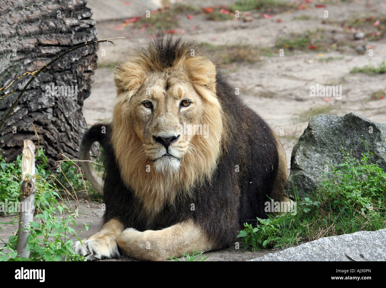 Porträt eines männlichen Löwen (Panthera Leo) gesehen im Govenors Camp in der Massai Mara, Kenia Stockfoto
