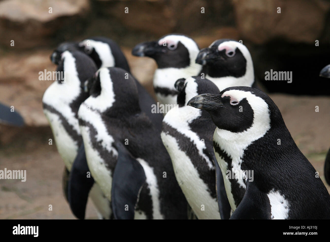 Eine Gruppe von sieben niedliche Pinguine scheinen hier alle zusammen und auf der Suche in die gleiche Richtung standen. Stockfoto