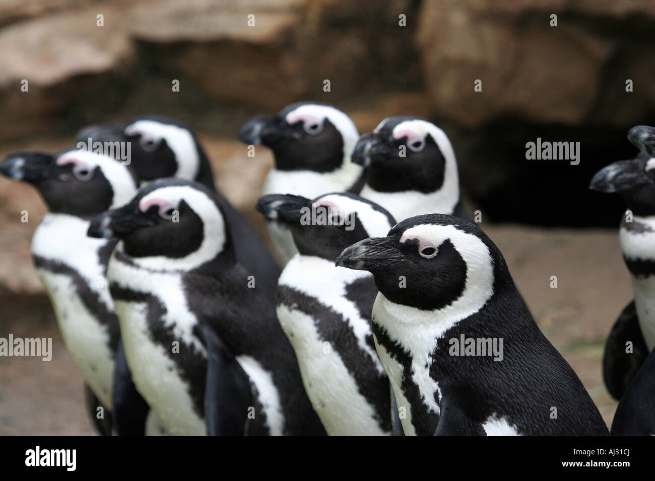 Eine Gruppe von sieben niedliche Pinguine scheinen hier alle zusammen und auf der Suche in die gleiche Richtung standen. Stockfoto
