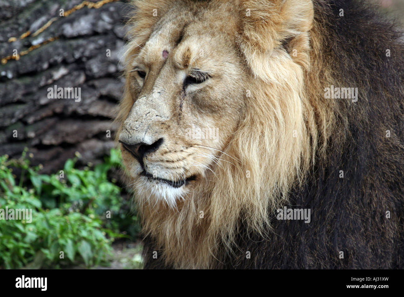 Porträt eines männlichen Löwen (Panthera Leo) gesehen im Govenors Camp in der Massai Mara, Kenia Stockfoto