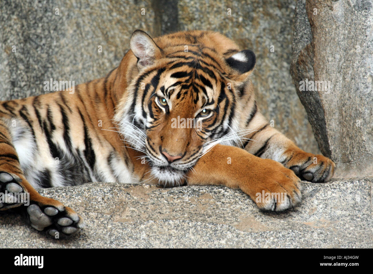 Porträt einer indochinesische Tiger (Panthera Tigris Corbetti), hier in Thailand gesehen. Stockfoto