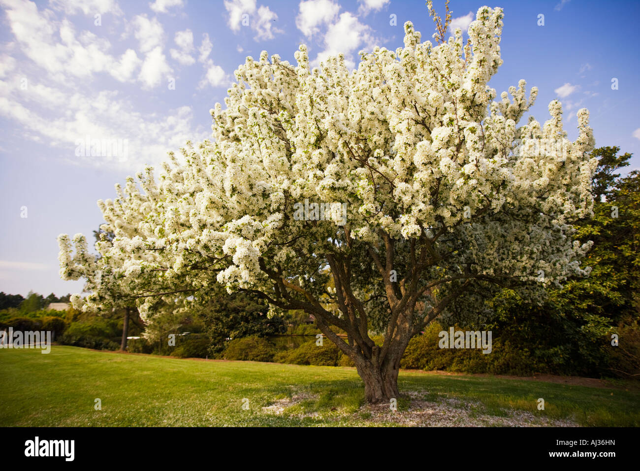 Grosser Bluhender Baum Im Fruhjahr Bei Norfolk Botanical Gardens