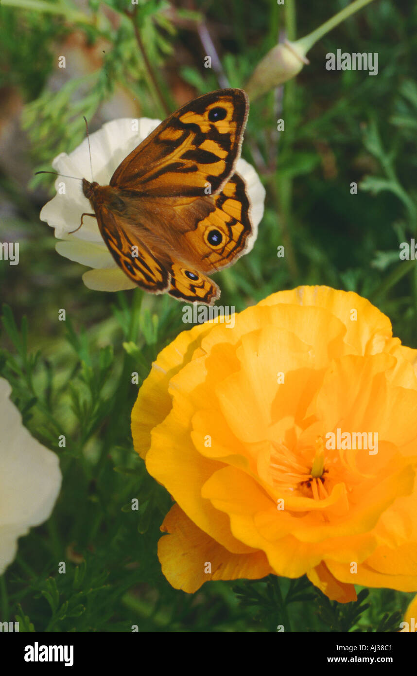 Gemeinsamen braun Schmetterling Australien Heteronympha Merope Merope Stockfoto