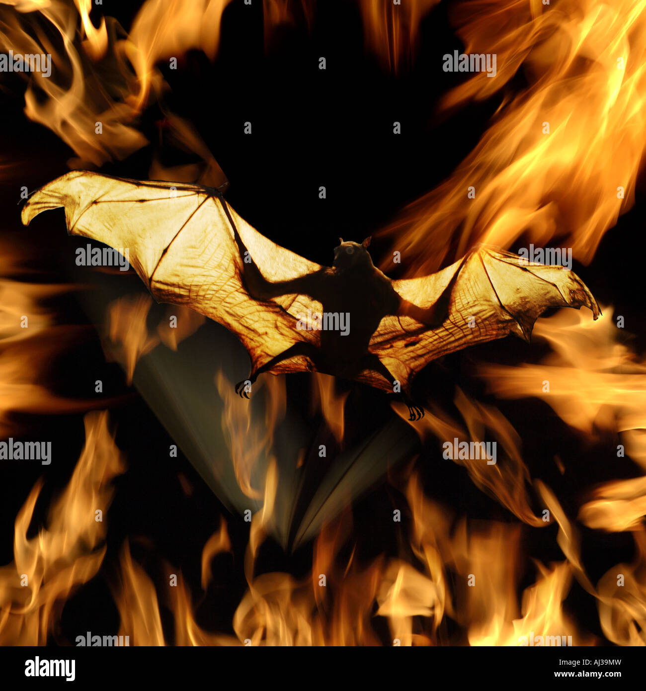 Eine Fledermaus aus der Hölle. Stockfoto