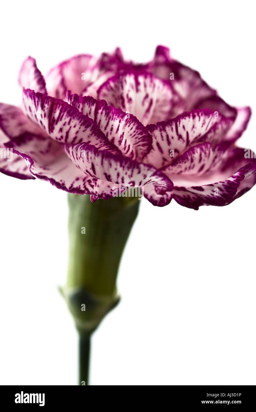 Stillleben mit einer Dianthus Caryophyllus rosa und weißen Nelke Blume-England Stockfoto