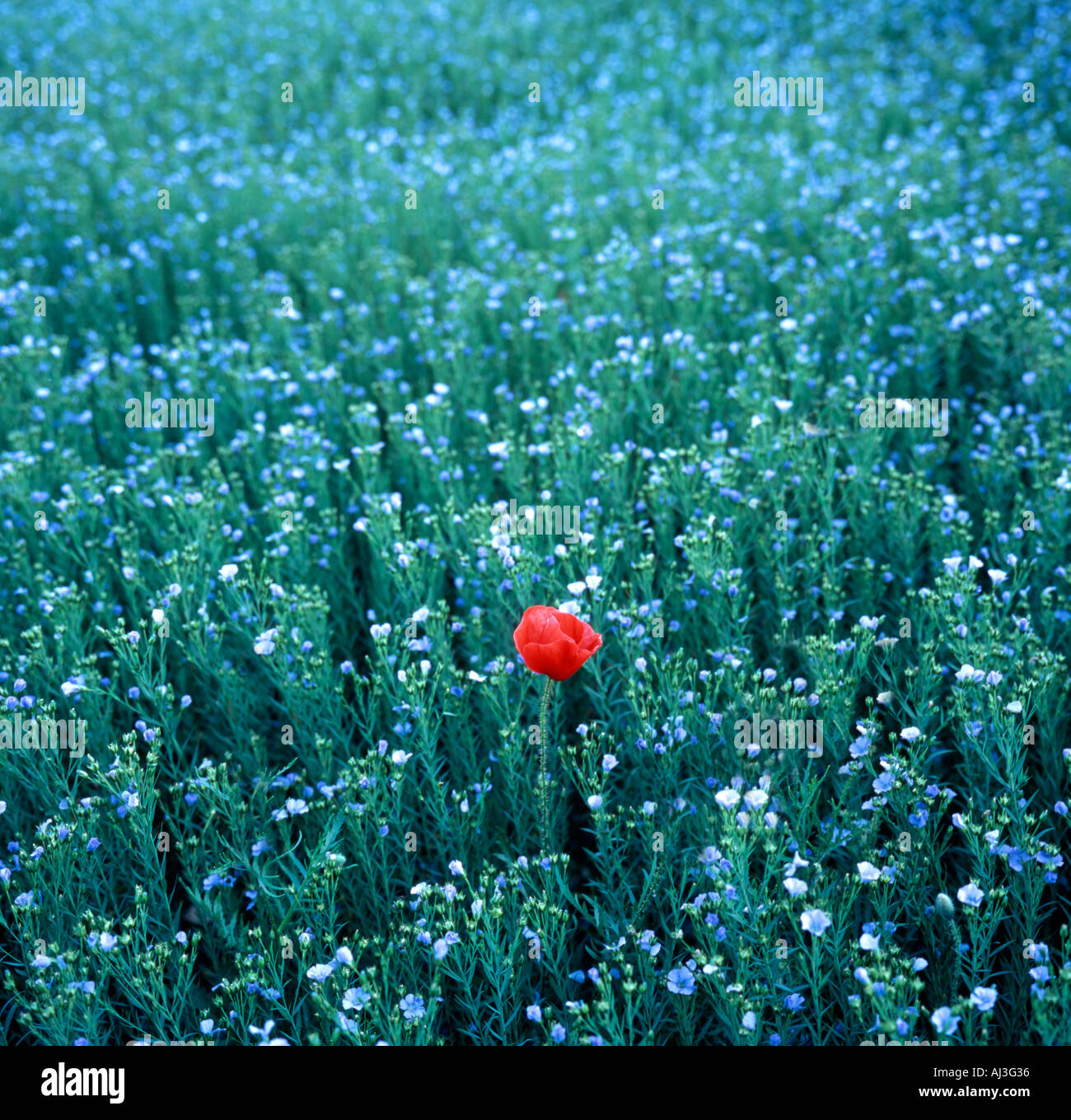 Eine einzelne rote Mohnblume unter einem Blumenfeld blauer Flachs, Kent. Stockfoto