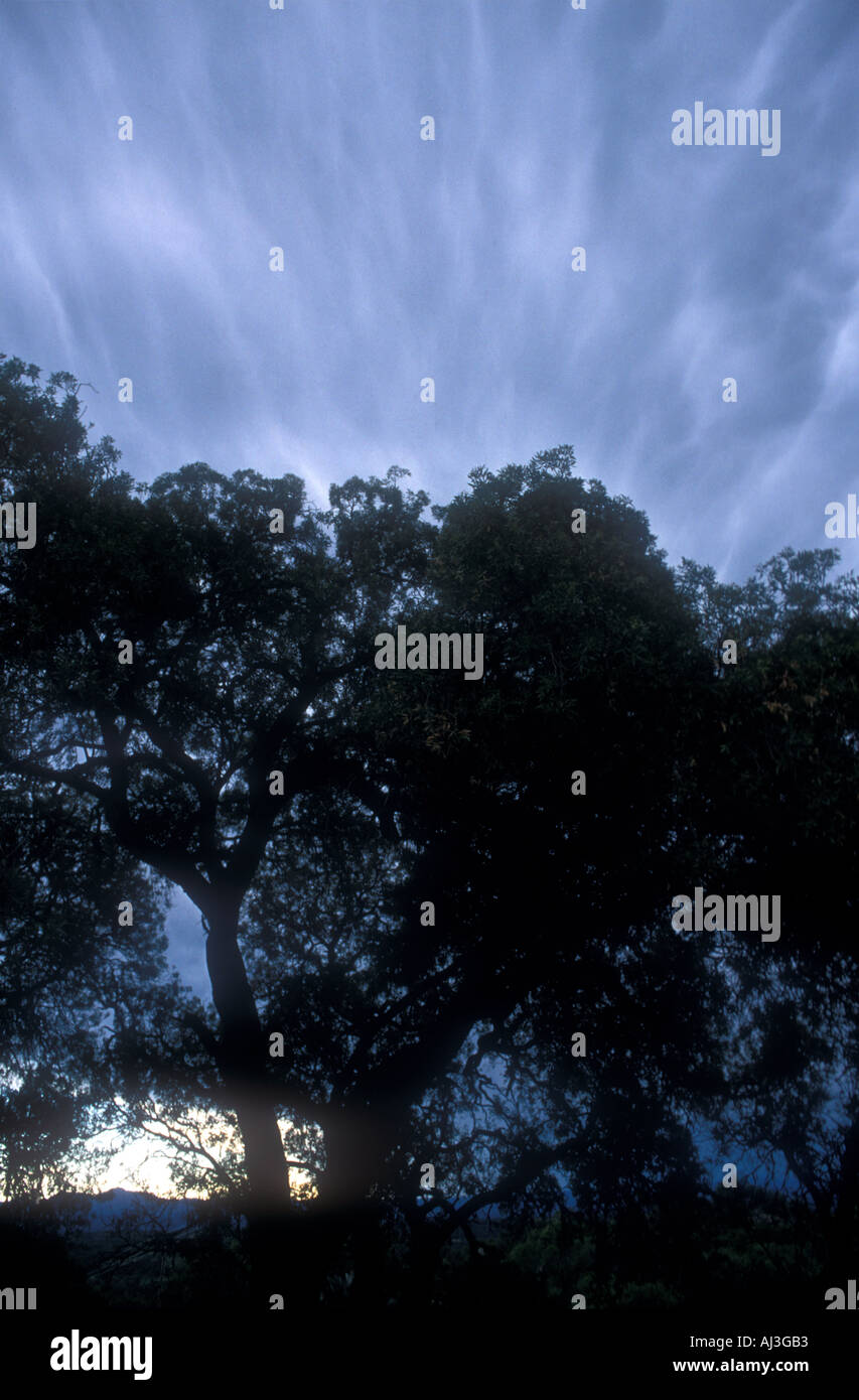 Stürmischer Tag in einem Bergwald Chaco Wald Stockfoto