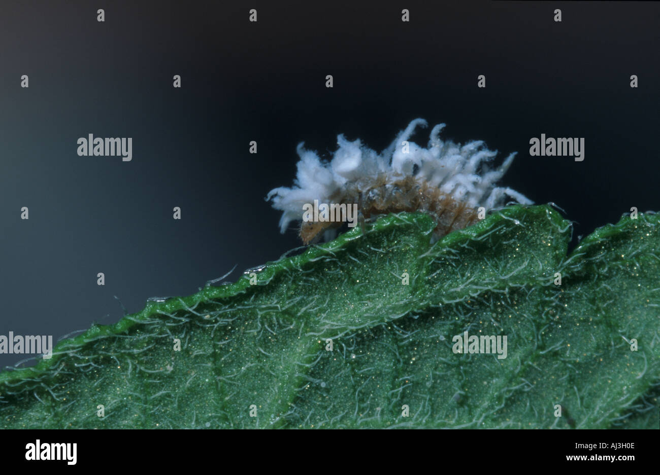 Pseudococcus Fotos und Bildmaterial in hoher Auflösung Alamy